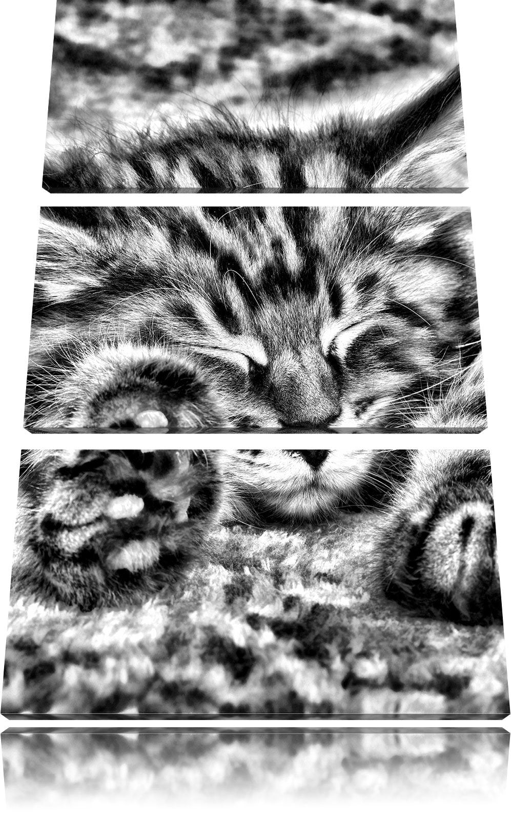 Pixxprint Süsse Baby Katze als Leinwandbild/Grösse: 3 Teilig (120x80) cm/Wandbild/Kunstdruck/fertig