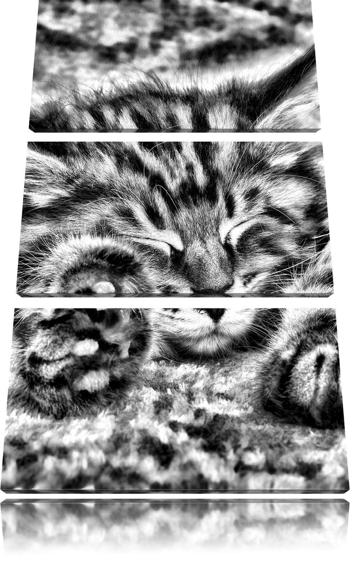 Pixxprint Süsse Baby Katze als Leinwandbild/Grösse: 3 Teilig (120x80) cm/Wandbild/Kunstdruck/fertig