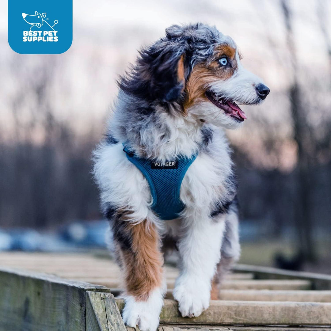 Voyager Step-In Air-Hundegeschirr – Allwetter-Mesh-Step-in-Weste für kleine und mittelgrosse Hunde u