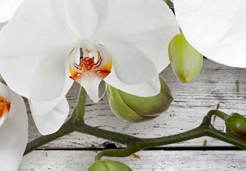 murando Acrylglasbild Blumen 120x40 cm 1 Teile Wandbild auf Acryl Glas Bilder Kunstdruck Moderne Wan