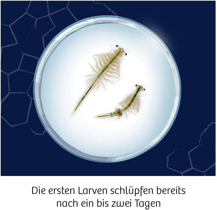 KOSMOS 616632 Fun Science -Wuselnde Salzkrebse, Erwecke die Urzeit zum Leben, Experimentierset für K