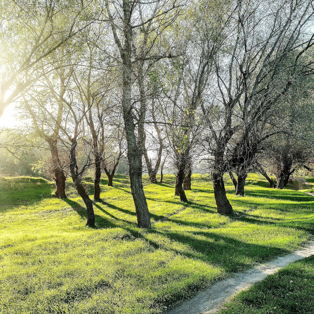 Runa Art Wandbilder Wald Landschaft Bild XXL Schlafzimmer Wohnzimmer Grün Sonne 120 x 80 cm 3 Teilig