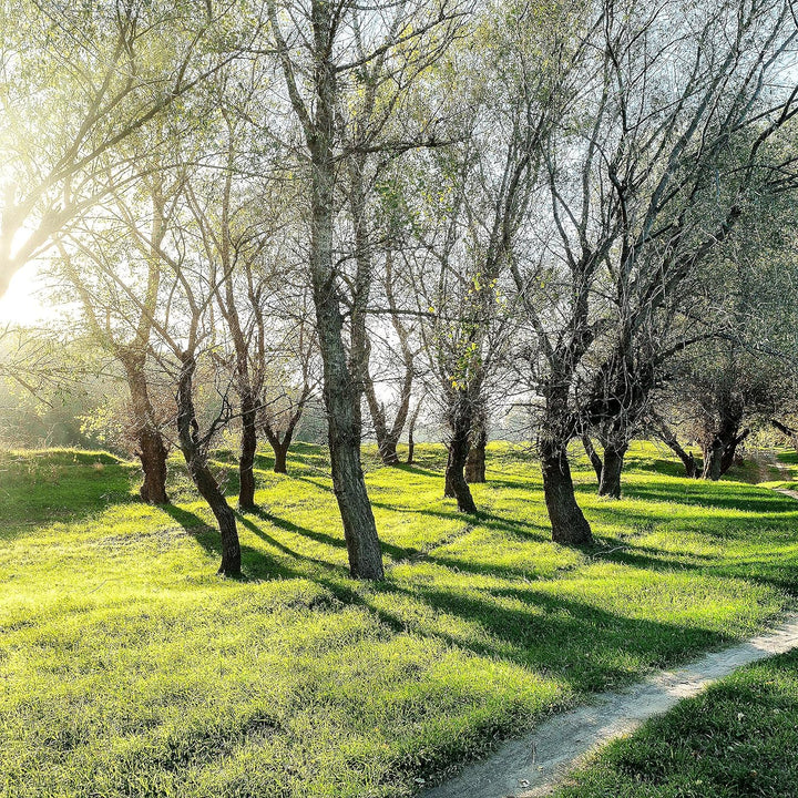 Runa Art Wandbilder Wald Landschaft Bild XXL Schlafzimmer Wohnzimmer Grün Sonne 120 x 80 cm 3 Teilig