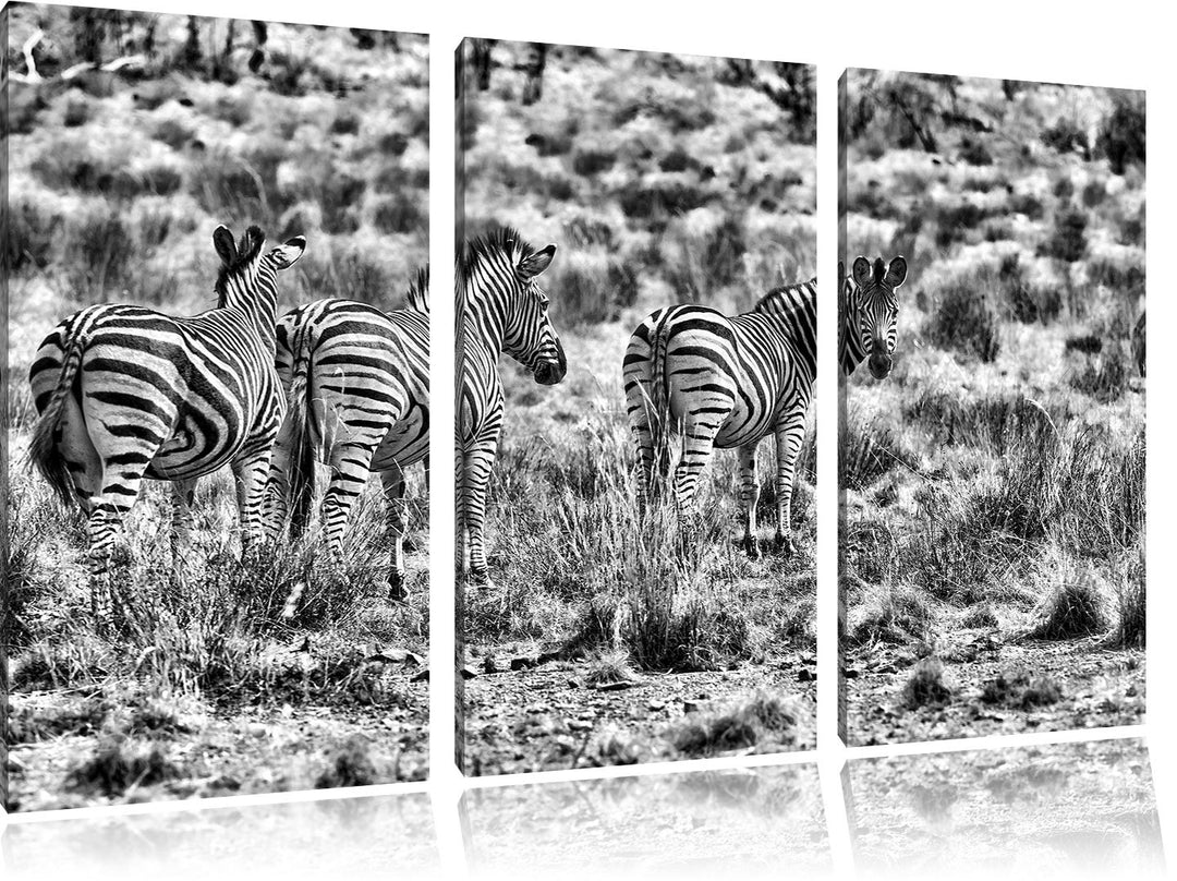 Pixxprint Monocrome, Zebraherde im Wildgras 3-Teiler Leinwandbild 120x80 Bild auf Leinwand