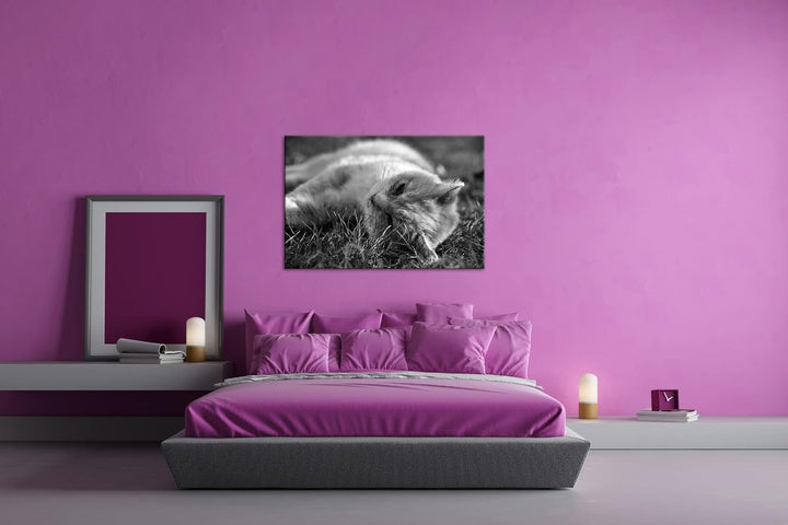 deyoli kleine Katze beim Entspannen Format: 80x60 als Leinwand, Effekt: Schwarz&Weiss, Motiv fertig