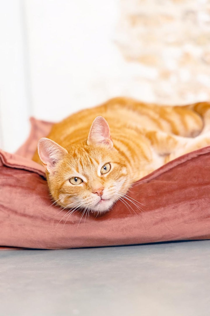 Designed by Lotte Velveti Liegekissen, Katze, Samt, pink, 50x50x20 cm Rosa L 50 x B 50 x H 20 cm, Ro
