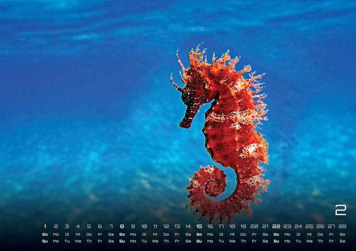 Sealife - verborgene Tiefen - 2026 - Kalender DIN A2: Der Wandkalender mit den schönsten Unterwasser