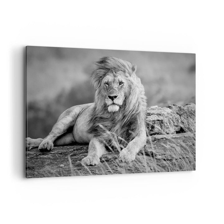 Bilder auf Leinwand 100x70cm Leinwandbild mit Rahmen Löwe Tier Natur Gross Wanddeko Bild Schlafzimme