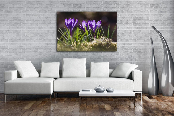 deyoli beeindruckende Krokusse im Frühling Format: 80x60 als Leinwandbild, Motiv fertig gerahmt auf