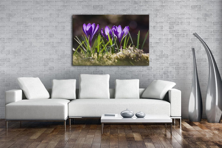 deyoli beeindruckende Krokusse im Frühling Format: 100x70 als Leinwandbild, Motiv fertig gerahmt auf