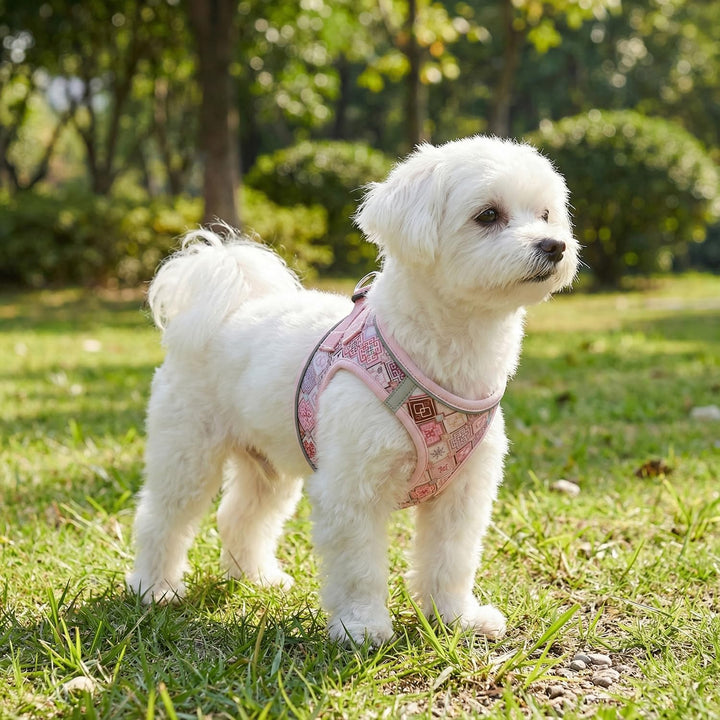 Mihqy Hundegeschirr Kleine Hunde mit Leine, Step-in Geschirr aus Air Mesh, Anti Zug Reflektierend At