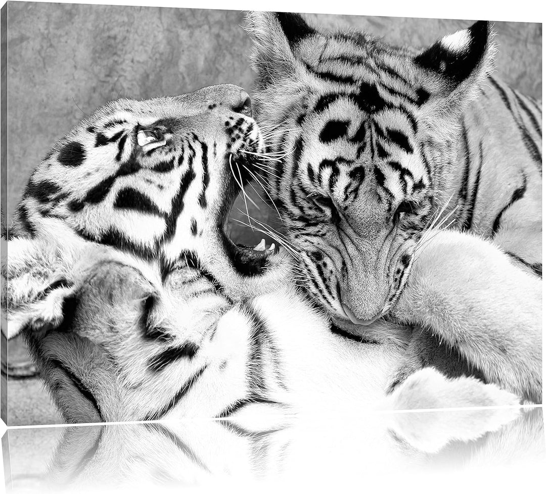 Pixxprint Tiger beim Kämpfen als Leinwandbild/Grösse: 100x70 / Wandbild/Kunstdruck/fertig bespannt,