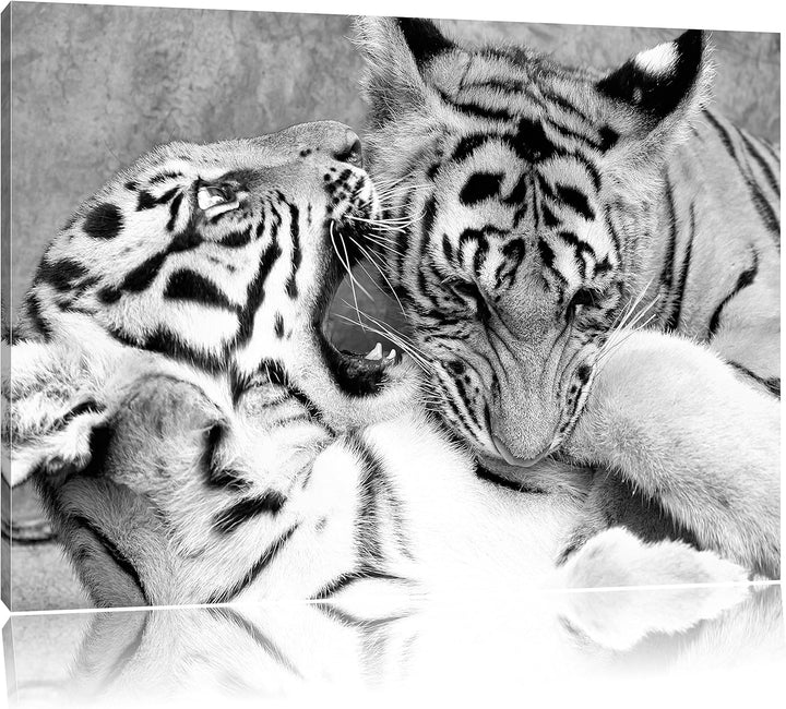 Pixxprint Tiger beim Kämpfen als Leinwandbild/Grösse: 100x70 / Wandbild/Kunstdruck/fertig bespannt,
