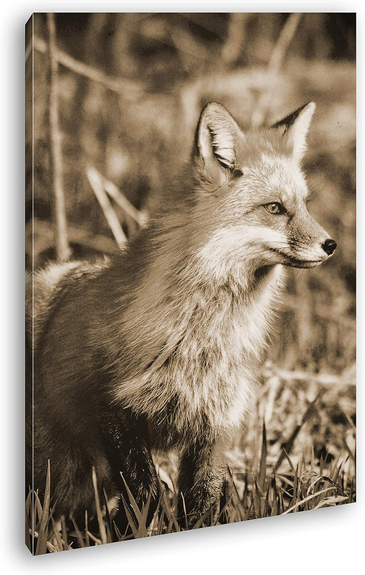 deyoli edler Fuchs Format: 80x60 Effekt: Sepia als Leinwandbild, Motiv fertig gerahmt auf Echtholzra