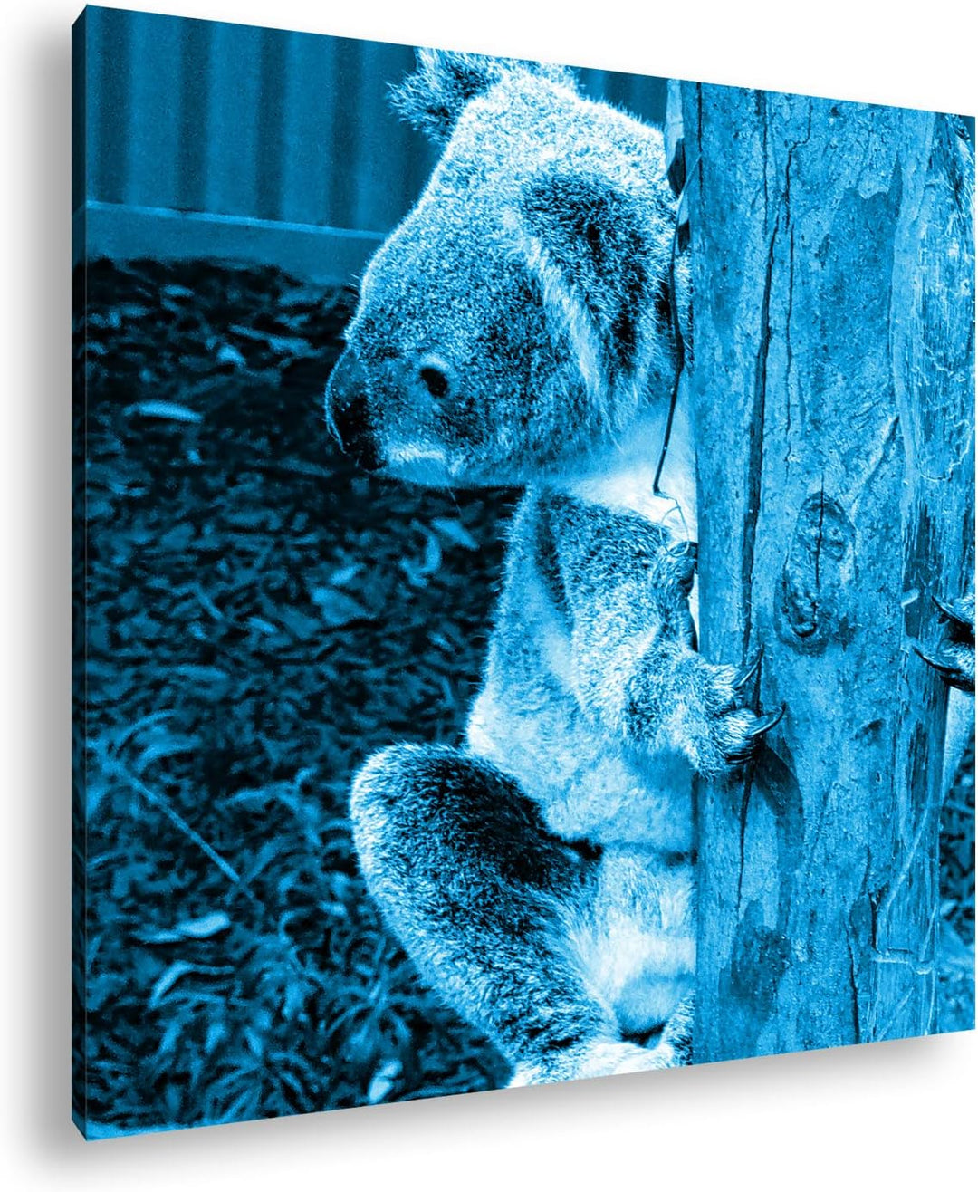 deyoli niedlicher Koala in Australien Format: 70x70 Effekt: Monocrome Blau als Leinwandbild, Motiv f