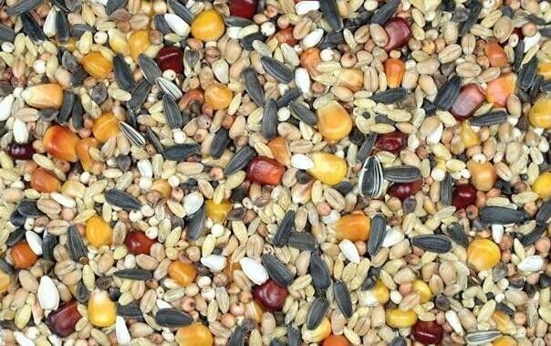25kg Taubenfutter Herbst-Winter Leader Futter für Tauben Premium Mix 25 kg