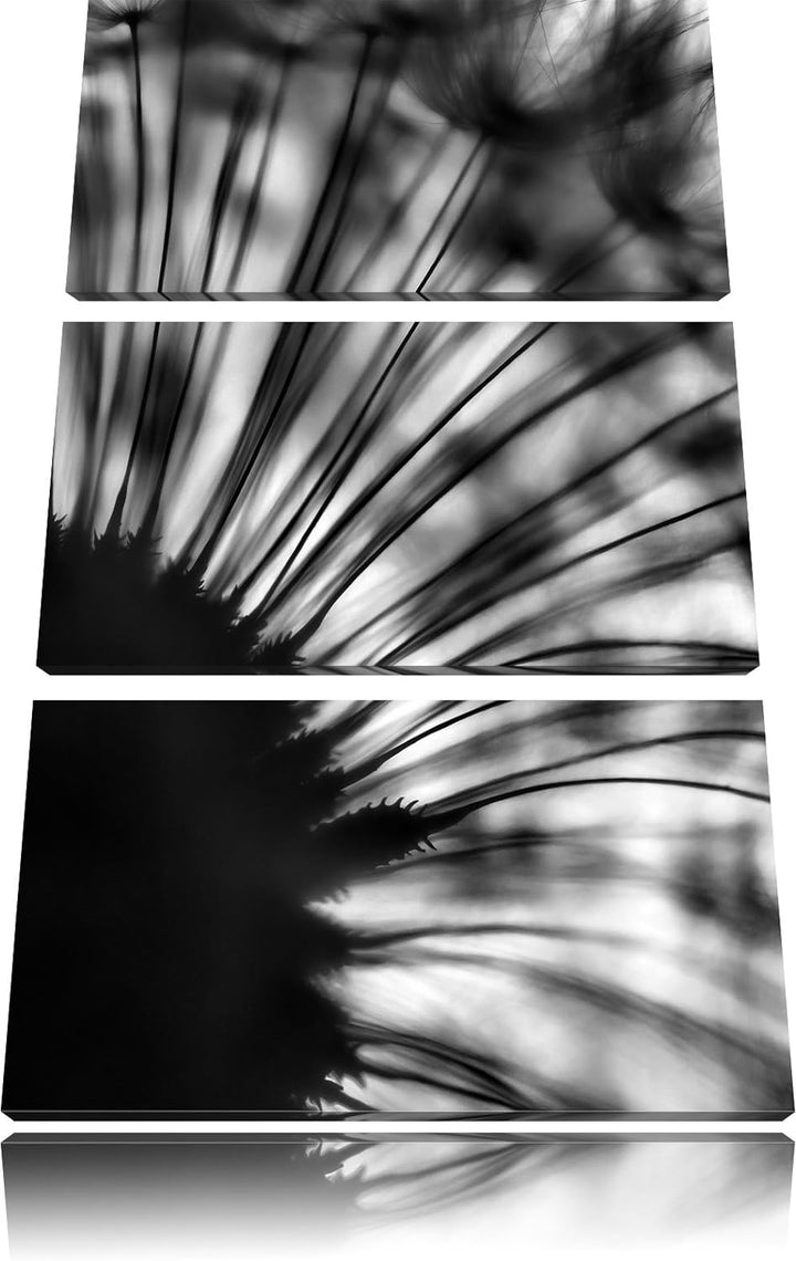 Pixxprint Pusteblume Schwarz-Weiss als Leinwandbild/Grösse: 3 Teilig (120x80) cm/Wandbild/Kunstdruck