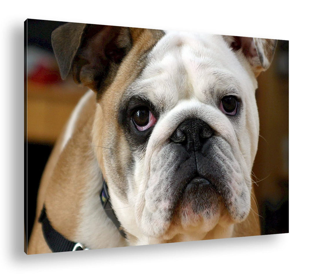 deyoli Englische Bulldogge im Format: 80x60 als Leinwandbild, Motiv fertig gerahmt auf Echtholzrahme