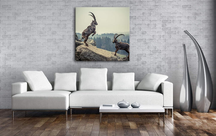 deyoli kämpfende Steinböcke Format: 70x70 als Leinwand, Motiv fertig gerahmt auf Echtholzrahmen, Hoc