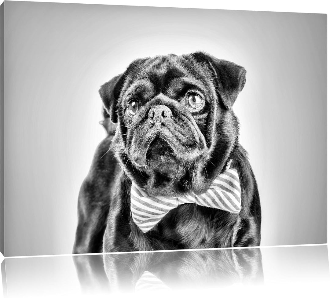 Pixxprint Lustiger Mops mit Fliege als Leinwandbild/Grösse: 100x70 / Wandbild/Kunstdruck/fertig besp