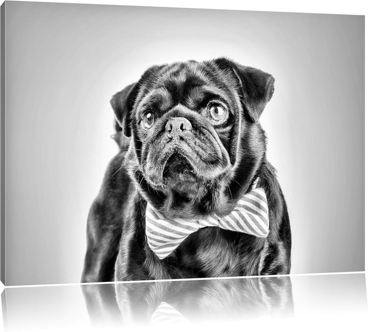 Pixxprint Lustiger Mops mit Fliege als Leinwandbild/Grösse: 100x70 / Wandbild/Kunstdruck/fertig besp