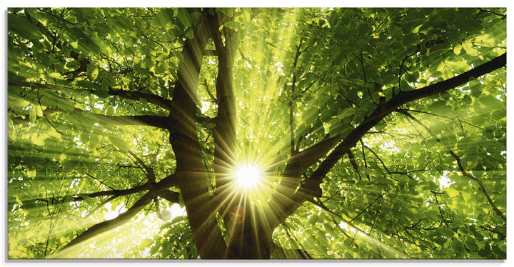 Glasbilder Wandbild Glas Bild einteilig 60x30 cm Querformat Wald Natur Botanik Bäume Laubbaum Sonne