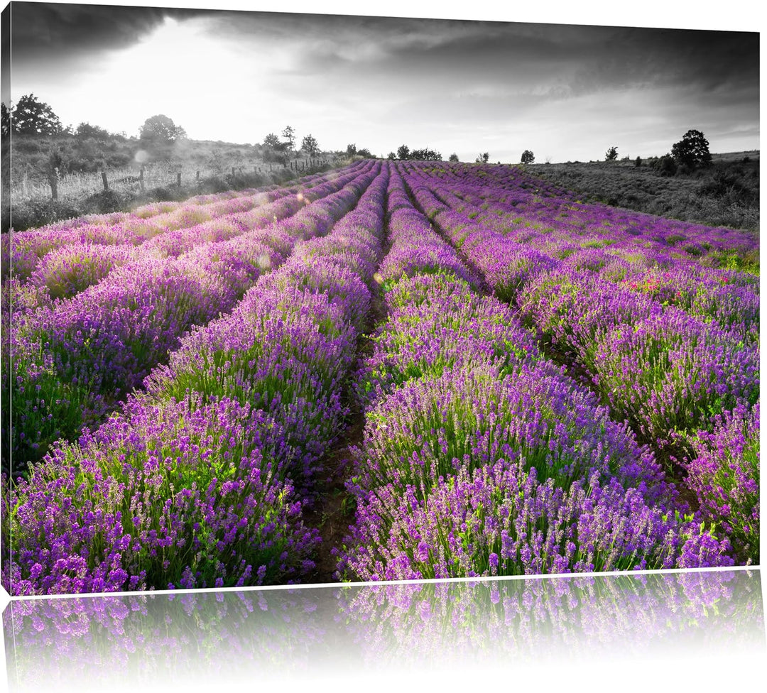 Lavendelfelder in der Provence schwarz/weiss Format: 100x70 auf Leinwand, XXL riesige Bilder fertig