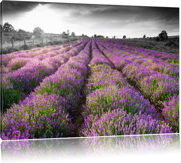 Lavendelfelder in der Provence schwarz/weiss Format: 100x70 auf Leinwand, XXL riesige Bilder fertig