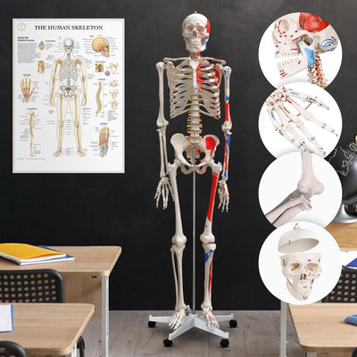 Jago® Menschliches Anatomie Skelett 181.5 cm - mit Muskelbemalungdetails, inkl. Schutzabdeckung, Leb