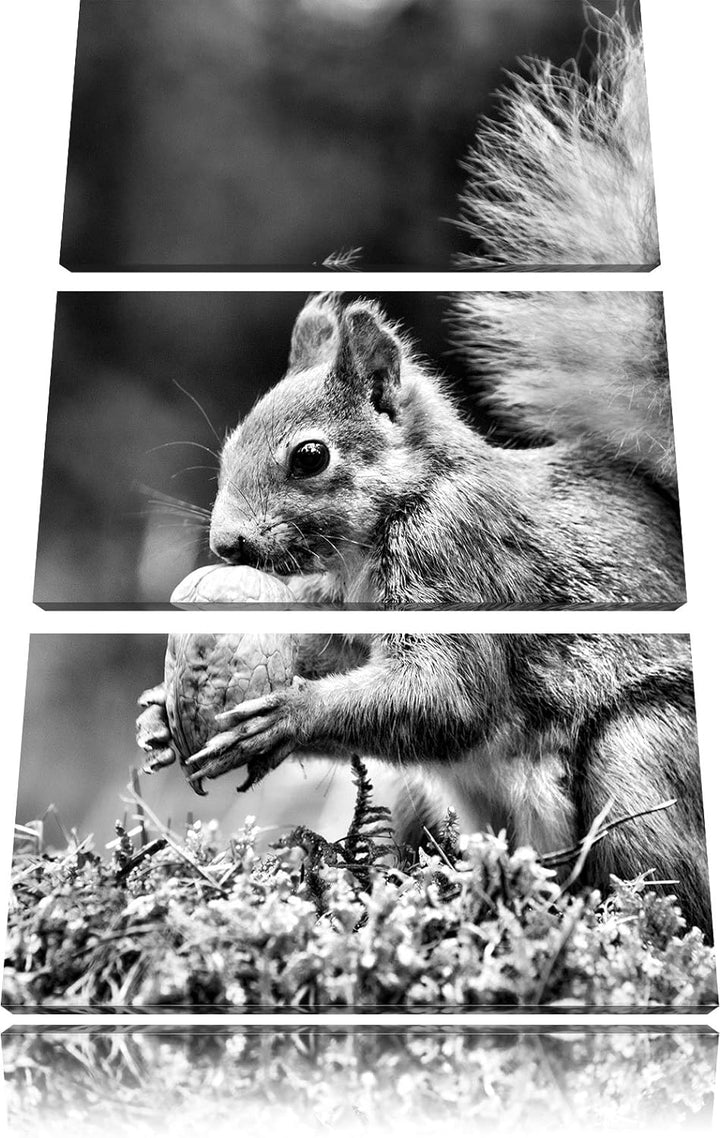 Pixxprint Eichhörnchen mit Nuss als Leinwandbild/Grösse: 3 Teilig (120x80) cm/Wandbild/Kunstdruck/fe