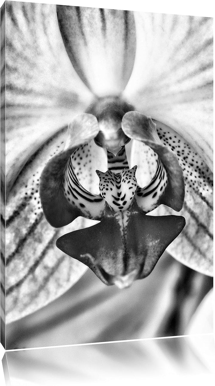 Pixxprint Monocrome, schöne Orchidee, Format: 100x70 auf Leinwand, 100x70