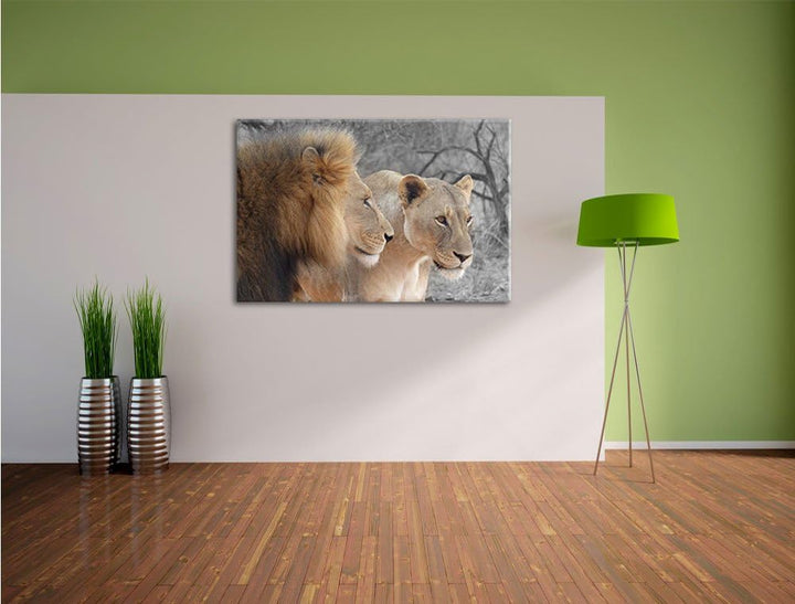 Pixxprint stolzes Löwenpaar als Leinwandbild/Grösse: 100x70 cm/Wandbild/Kunstdruck/fertig bespannt.,