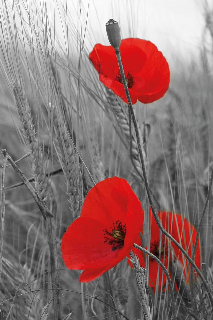 Pixxprint Glasbild | Wandbild aus Echtglas | einzelne Mohnblumen im Getreidefeld | 60x80 cm | inkl.
