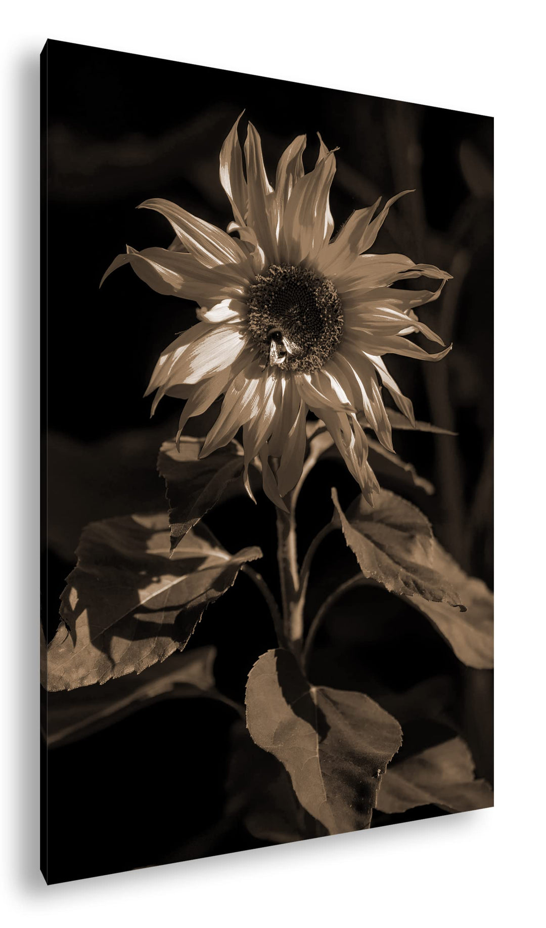 deyoli Blühende Sonnenblume Format: 80x60 Effekt: Sepia als Leinwandbild, Motiv fertig gerahmt auf E