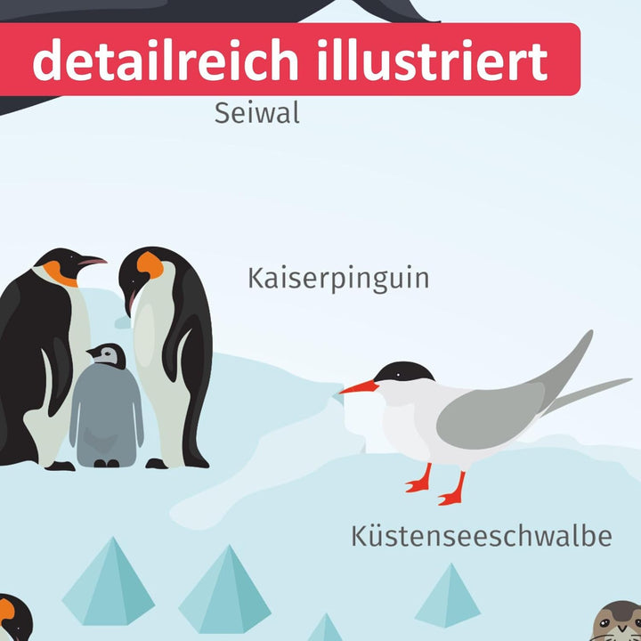 Kinder Lernposter - Tiere der Antarktis - in 3 Grössen - Wal Delfin Pinguin Robbe Südpol Wanddeko Ki