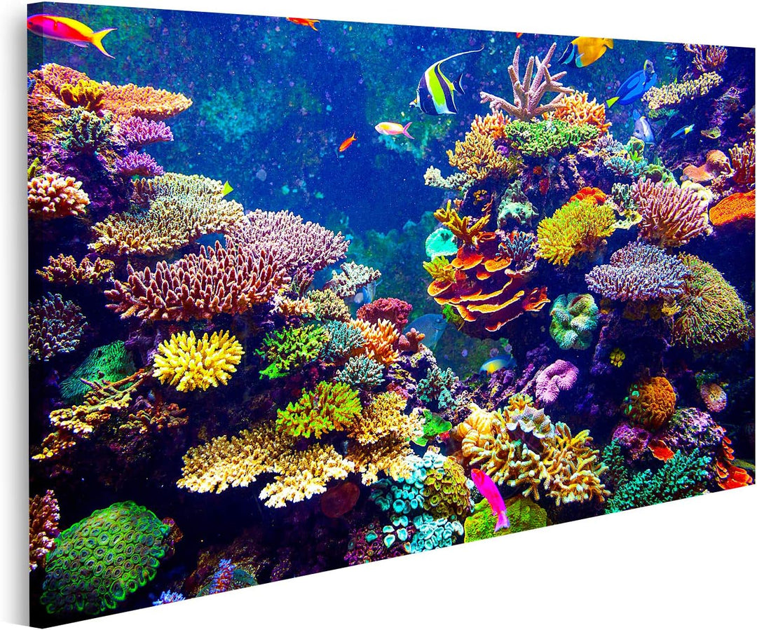 islandburner Bild auf Leinwand Korallenriff Tropische Fische Sonnenlicht Singapur Aquarium Bilder Wa