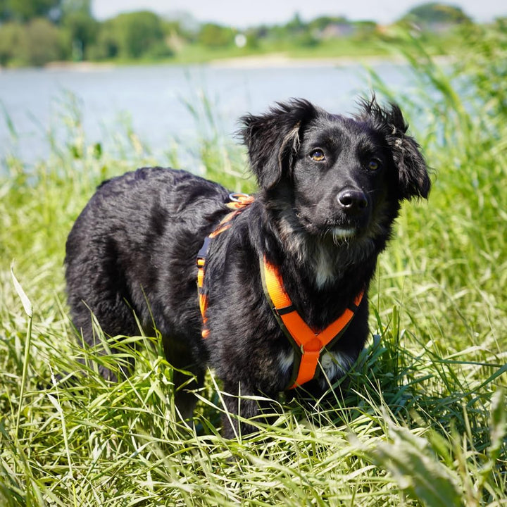 Anny-X Brustgeschirr Fun Oliv-Orange | Hundegeschirr Grösse M (Brustumfang 62-74 cm), M