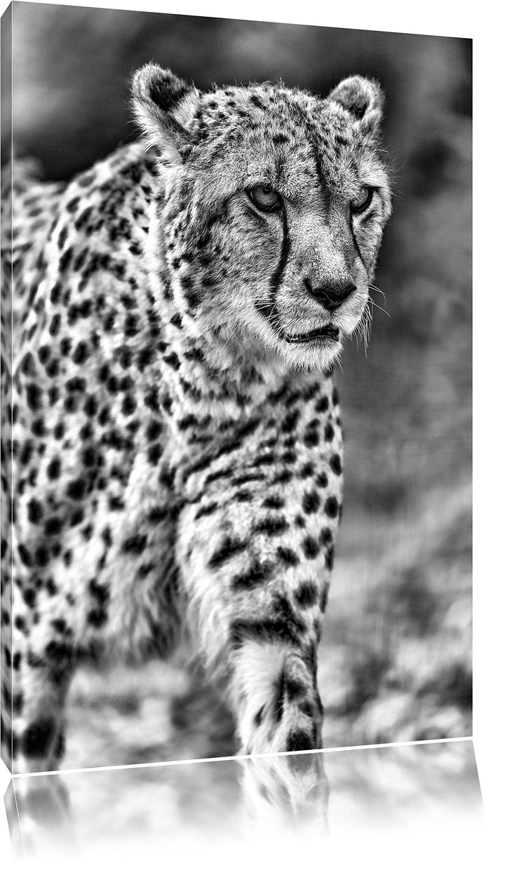 Pixxprint lauernder Gepard auf Wiese / 100x70cm Leinwandbild bespannt auf Holzrahmen/Wandbild Kunstd