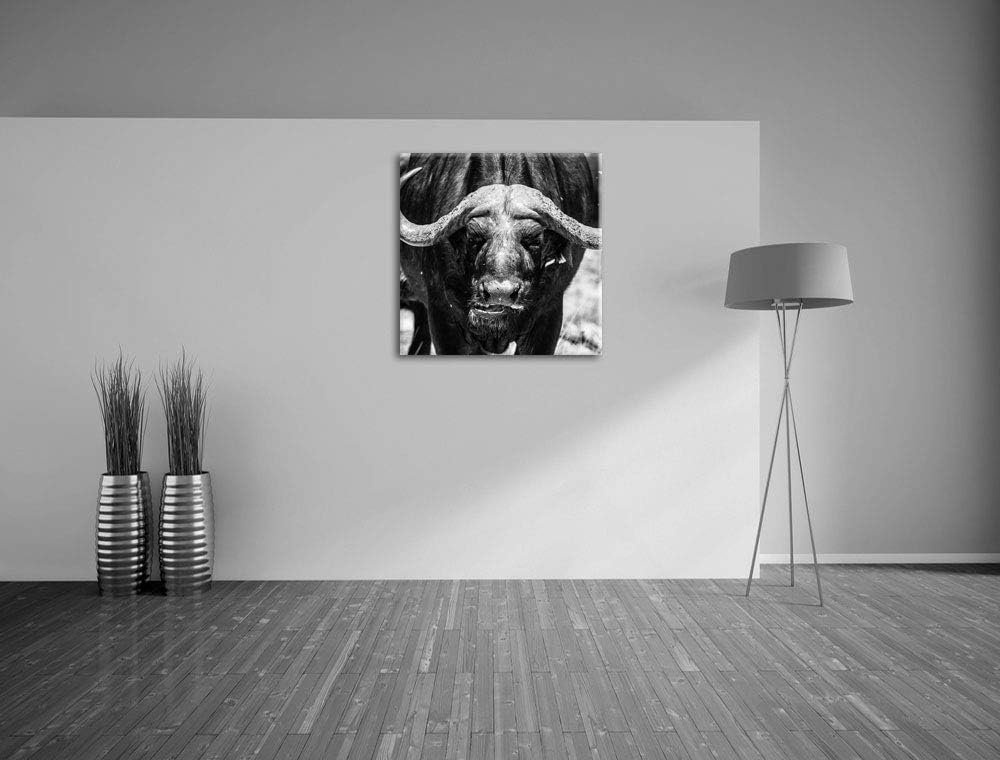 Wasserbüffel Schwarz/weiss, Format: 70x70 auf Leinwand, XXL riesige Bilder fertig gerahmt mit Keilra