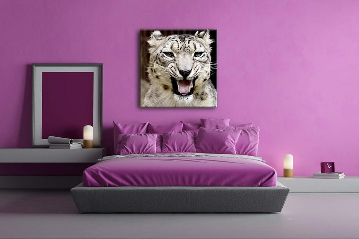 deyoli bedrohlich knurrender Schneeleopard Format: 70x70 als Leinwandbild, Motiv fertig gerahmt auf