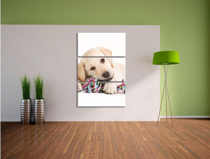 Pixxprint Hundewelpe 3-Teiler Leinwandbild 120x80 Bild auf Leinwand
