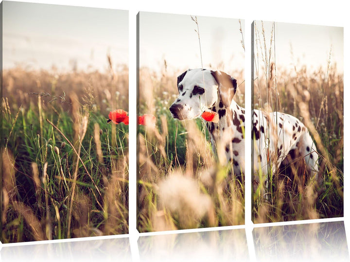 Pixxprint Neugieriger Hund im Feld als Leinwandbild/Grösse: 3 Teilig (120x80) cm/Wandbild/Kunstdruck