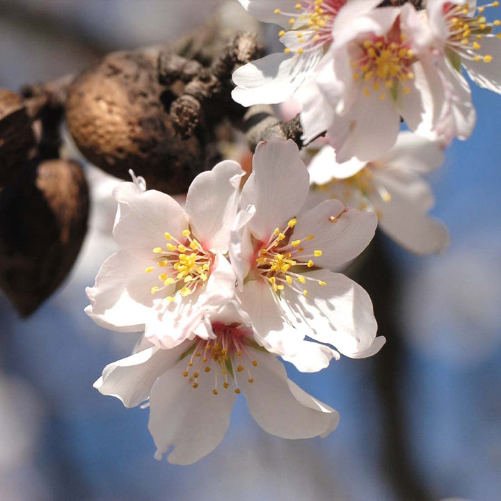 PRIMAVERA Pflegeöl Mandelöl bio 2 x 100 ml - Aromaöl, Naturkosmetik- pflegend, feuchtigkeitsspendend