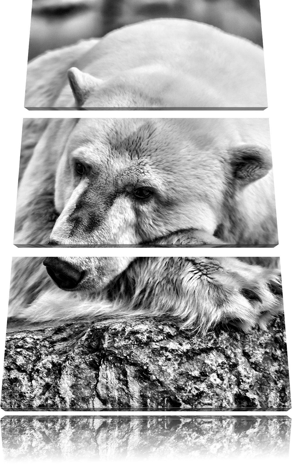 Pixxprint Monocrome, schlafender Eisbär 3-Teiler Leinwandbild 120x80 Bild auf Leinwand