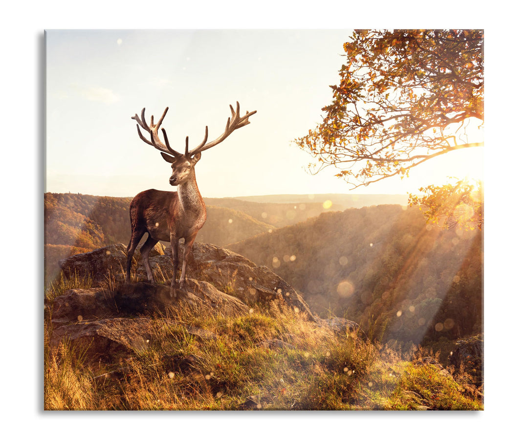 Anmutiger Hirsch bei Sonnenuntergang Herdabdeckplatte & Spritzschutz aus Echtglas | Für Herd-Kochfel