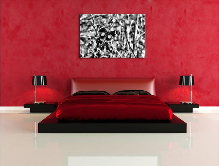 Pixxprint Monocrome, aussergewöhnlicher Schmetterling auf Grashalm, Format: 100x70 auf Leinwand, XXL