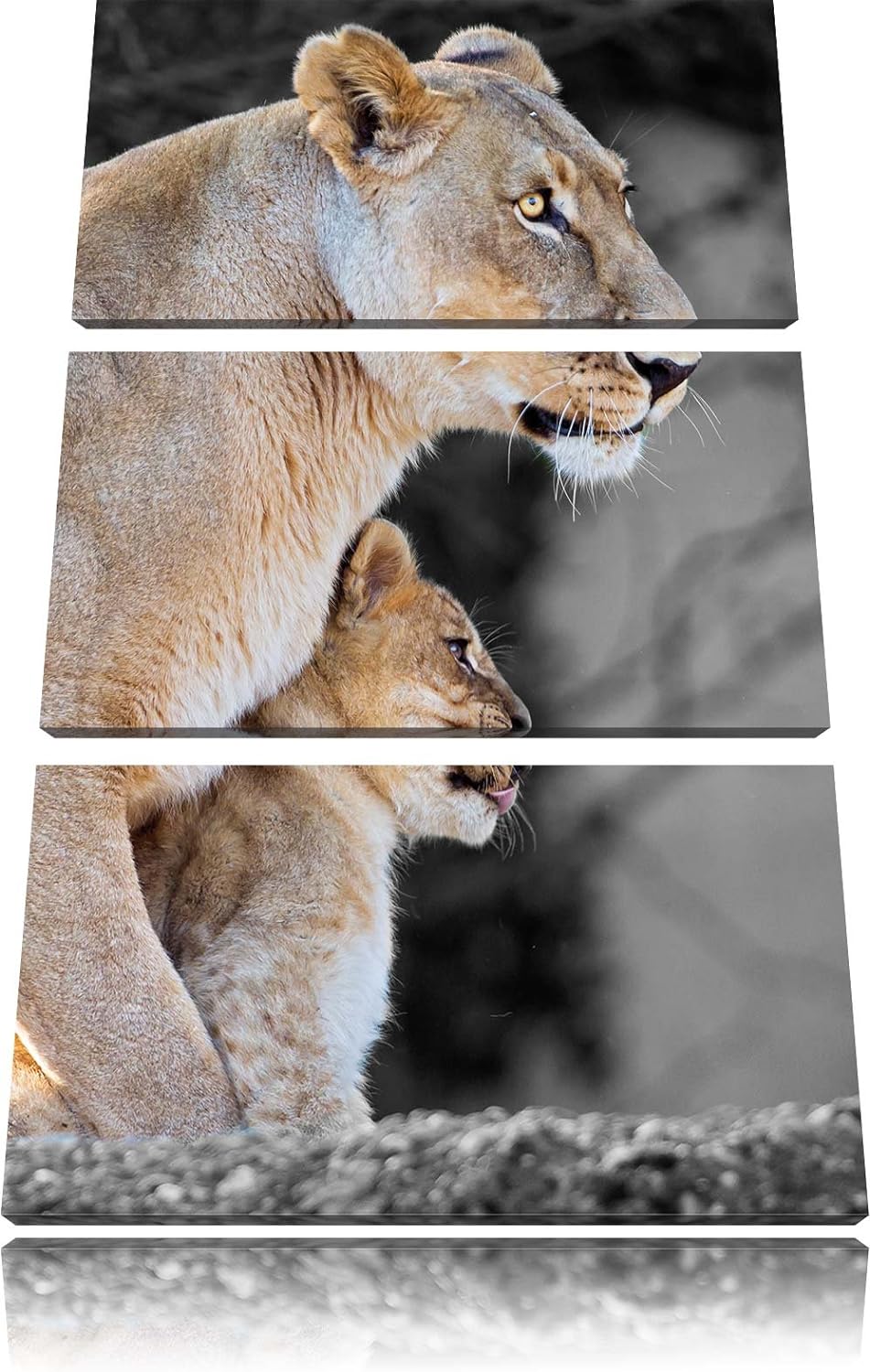 Pixxprint Löwenmutter mit Jungtier als Leinwandbild/Grösse: 3 Teilig (120x80) cm/Wandbild/Kunstdruck