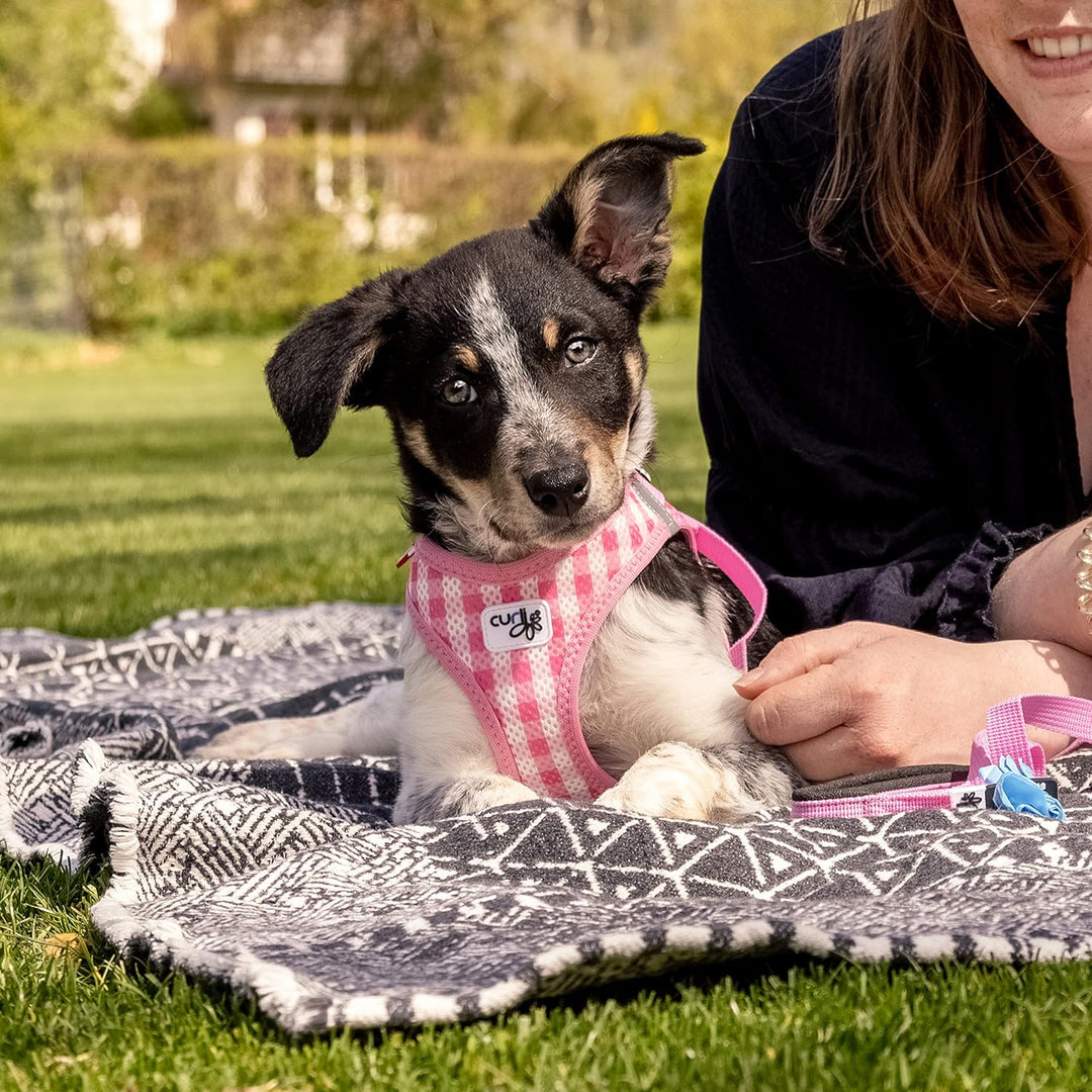 Vest Harness curli Clasp Air-Mesh Pink-Caro XS & Leash M, Pink-Caro XS