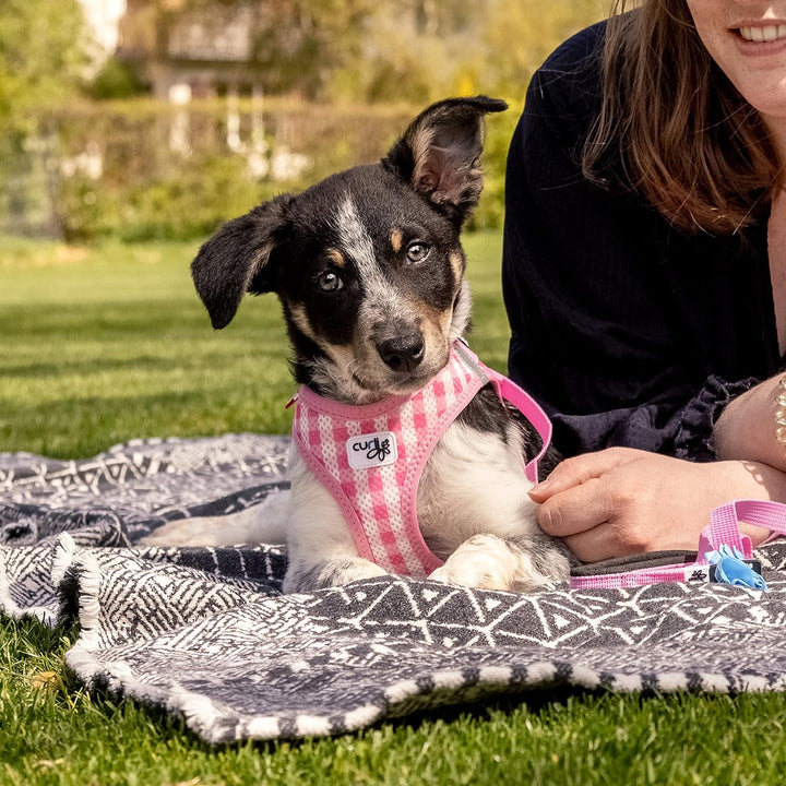 Vest Harness curli Clasp Air-Mesh Pink-Caro XS & Leash M, Pink-Caro XS