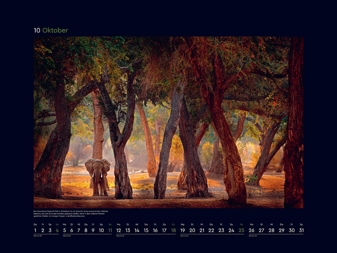 Magische Wälder der Erde - KUNTH Wandkalender 2026: Hochwertiger, bildstarker Kalender mit Spiralbin